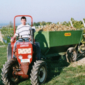 Thomas Kneller bei der Weinlese