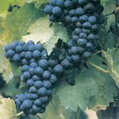 Blauer Portugieser 